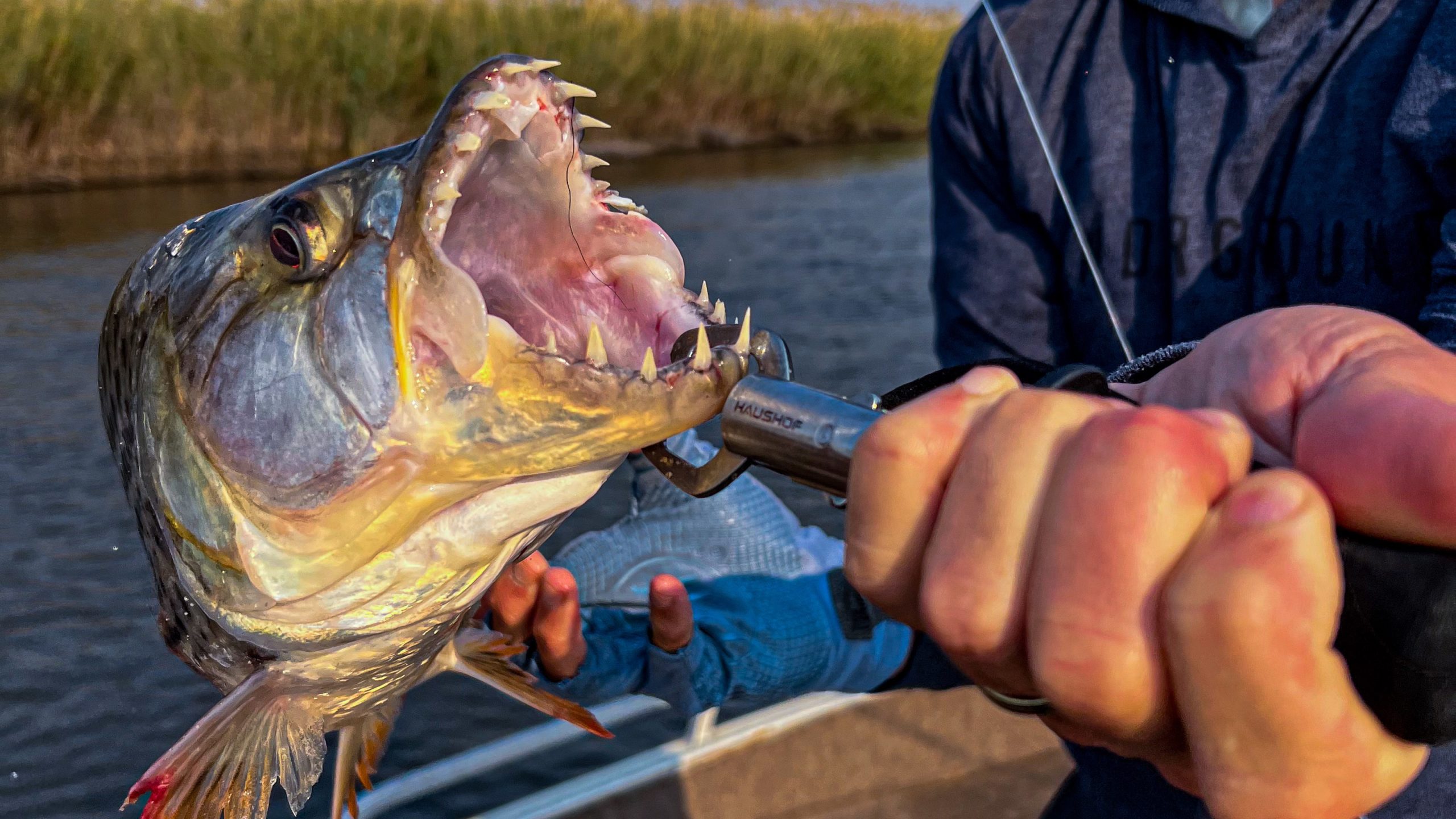 Tiger fish Chobe river, Botswana 21,22 June.  Fishing -  -  Fishing WA. Fishing Photos & Videos